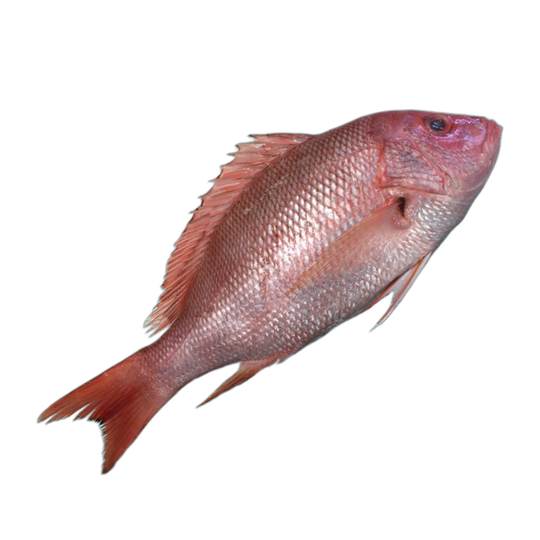 সামুদ্রিক দেশী লাল কোরাল (Large size)